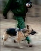 собака у ноги дрессировщика